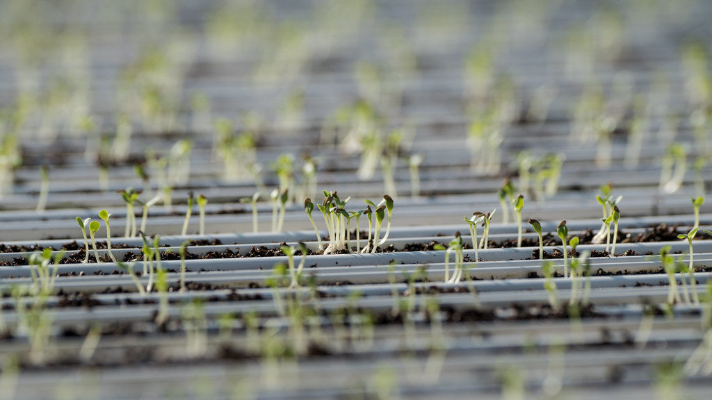 Growing Health: Hydroponics and Medicinal Plants