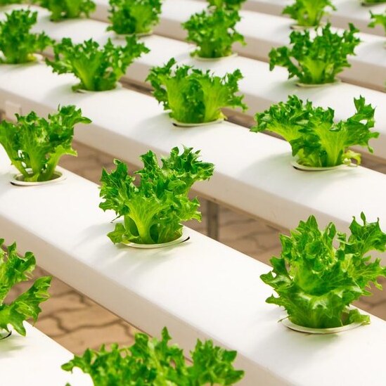 Hydroponics: The Future of Sustainable Agriculture