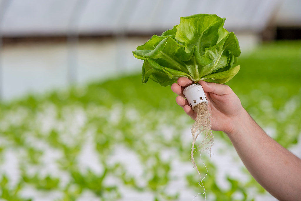 Hydroponics: The Future of Sustainable Agriculture