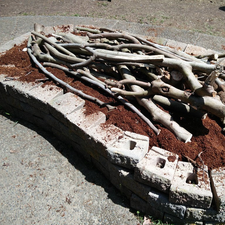 Permaculture: Sustainable Design for a Resilient Future